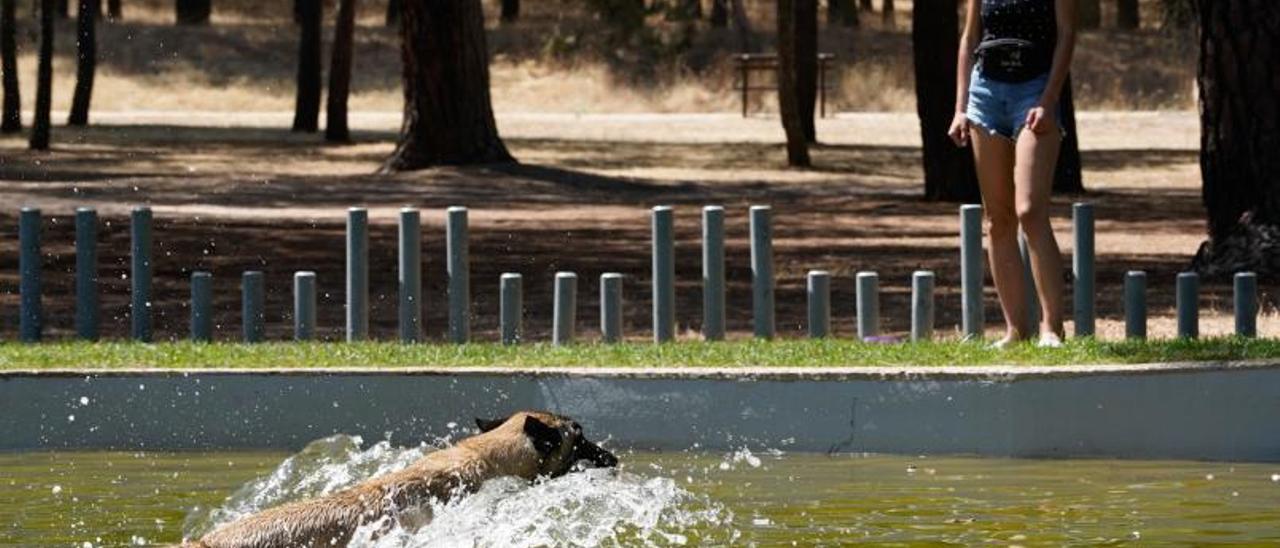 Un perro se refresca en el estanque de Félix Rodríguez de la Fuente en Valorio.