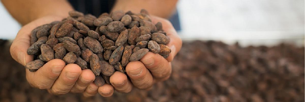 Cacao Nocilla