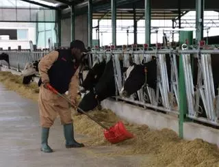 ‘Ordeñando el futuro’ busca paliar la falta de mano de obra en las granjas
