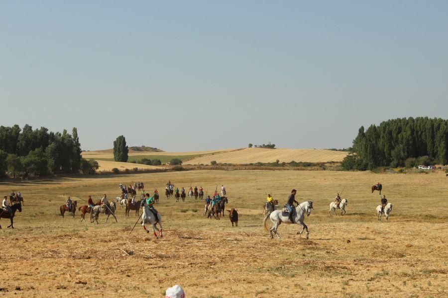 Fiestas en Zamora: Encierro en Argujillo