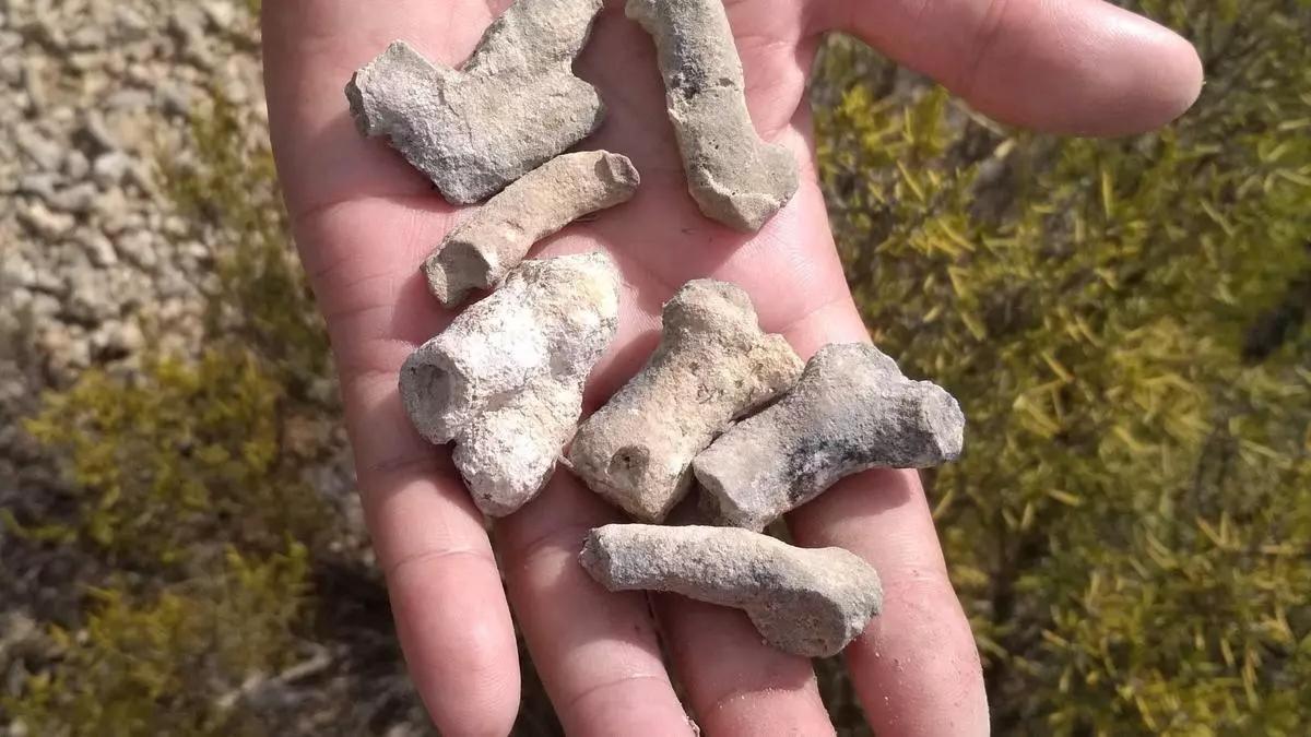 Fragmentos de coral de arrecife fosilizados hallados en un yacimiento de Elda (Alicante).