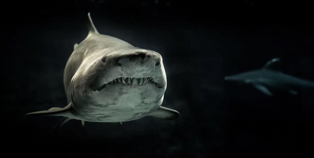 Presencia de tiburones en el Mediterráneo: las playas de los últimos avistamientos.