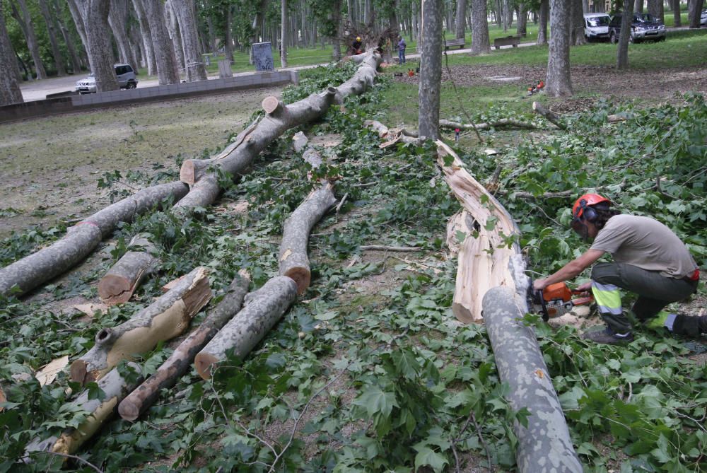 Cau un plàtan de 62 metres al parc de la Devesa