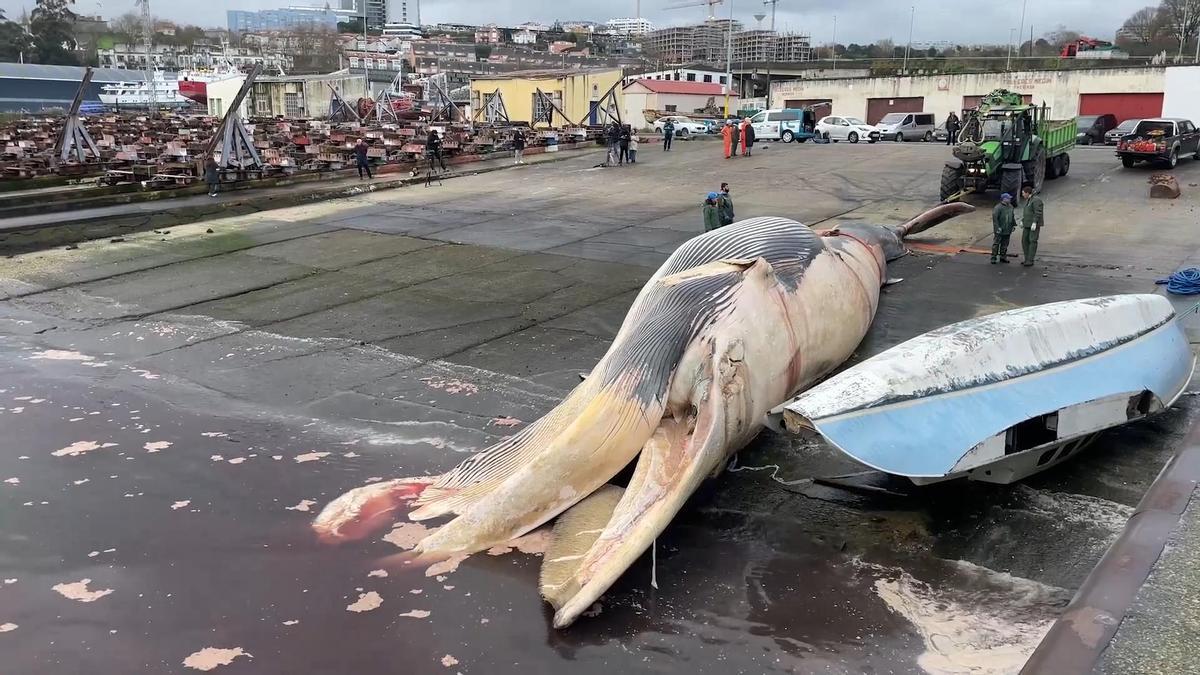 Así ha sido la operación para sacar del puerto a una ballena de 20 metros que apareció varada en A Coruña