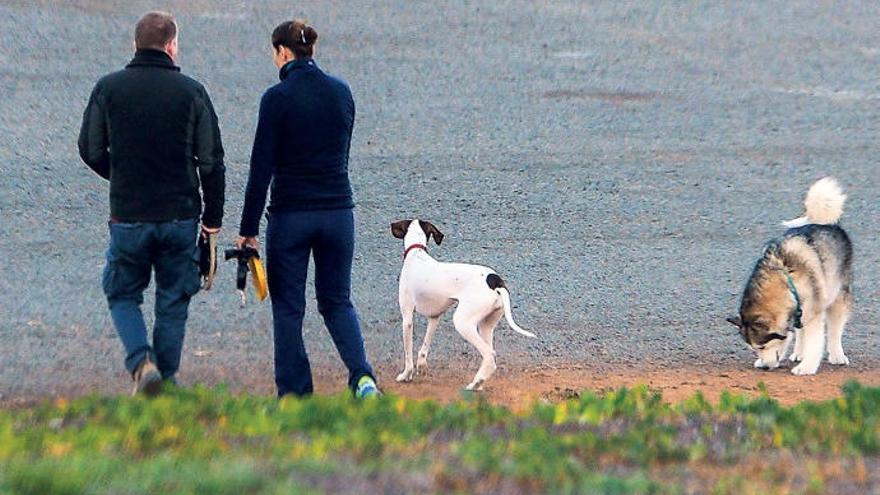 Uno de cada cuatro teldenses es propietario de un perro