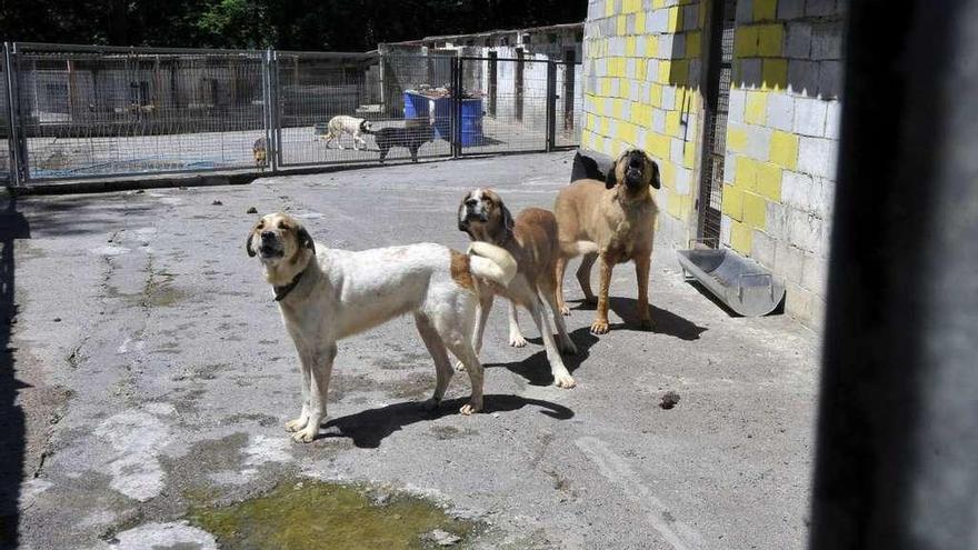 Animales en el albergue municipal de Mieres, gestionado por Alma Animal.