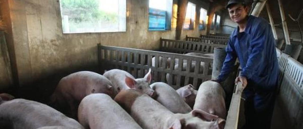 Granja de ganado porcino en la comarca de la Costera.