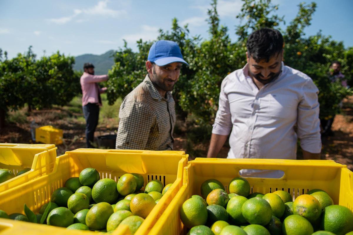 Sos collidors extranjeros trabajan en una finca de Castellón.