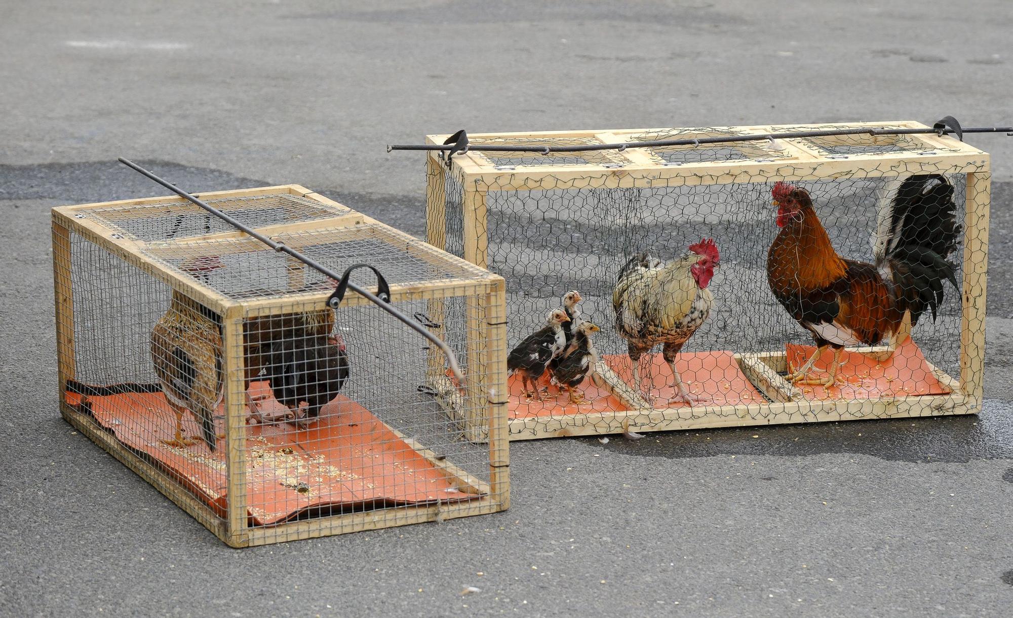 El Ayuntamiento retira los gallos de La Paterna tras varias quejas vecinales y antes de aplicar la desratización