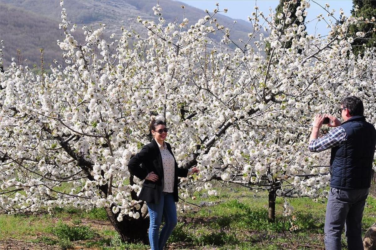 Turistas en el cerezo en flor en el Valle del Jerte