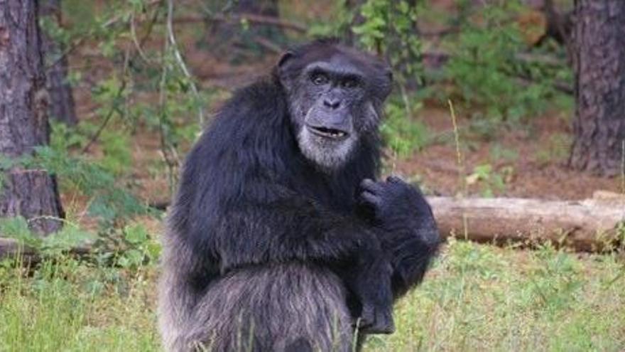 Dos chimpancés reciben el Hábeas corpus en EEUU