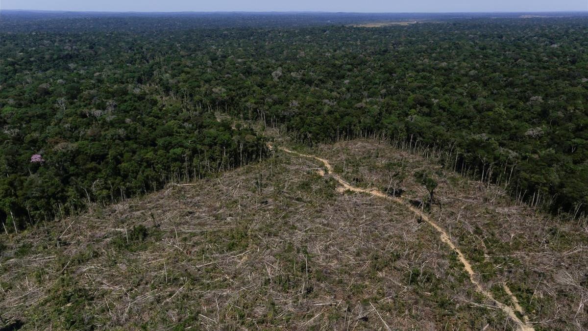 Barrera entre el territorio deforestado de la Amazonia brasileña y la selva tropical