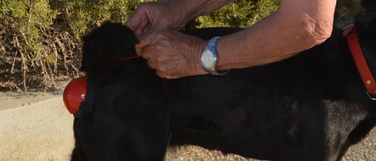 El inventor, jubilado de 81 años, a diario sale a pasear con su perra Lola, ataviada con el curioso &#039;bikini&#039; ECO CAN.