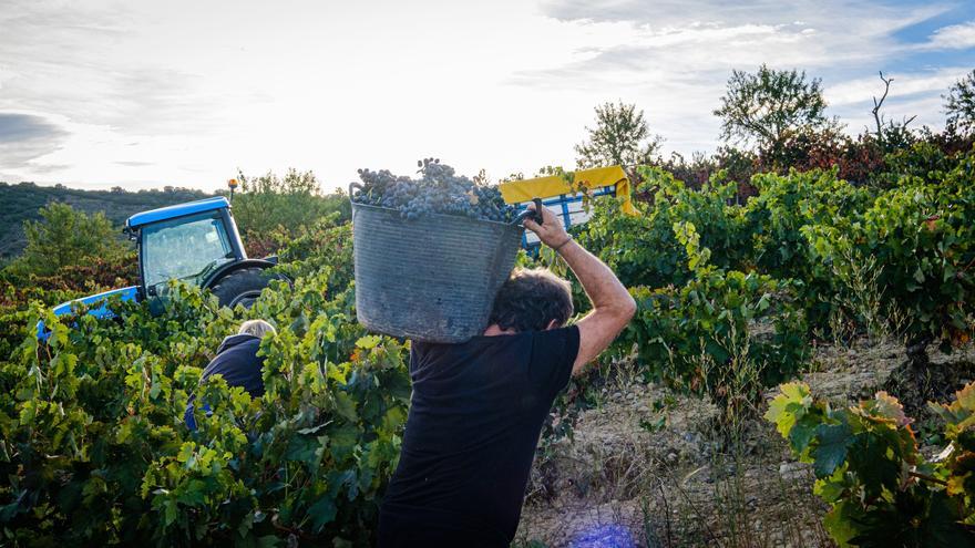 El sector del vino urge duplicar al menos el plan de destilación de crisis