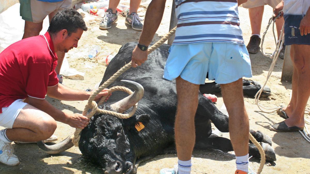 Imagen de archivo de un toro que murió ahogado en las fiestas de Dénia de 2005.