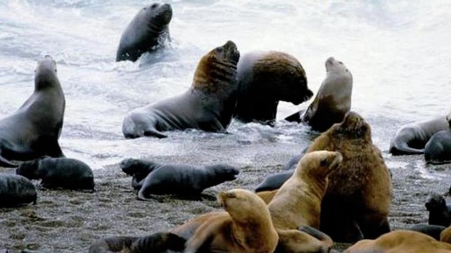 A punto de perder un hombre los genitales por el mordisco de un león marino en San Francisco