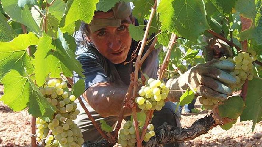 Per Sant Mateu, el raïm meu i el meló teu