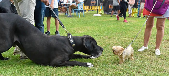 II Feria de mascotas, en Maspalomas