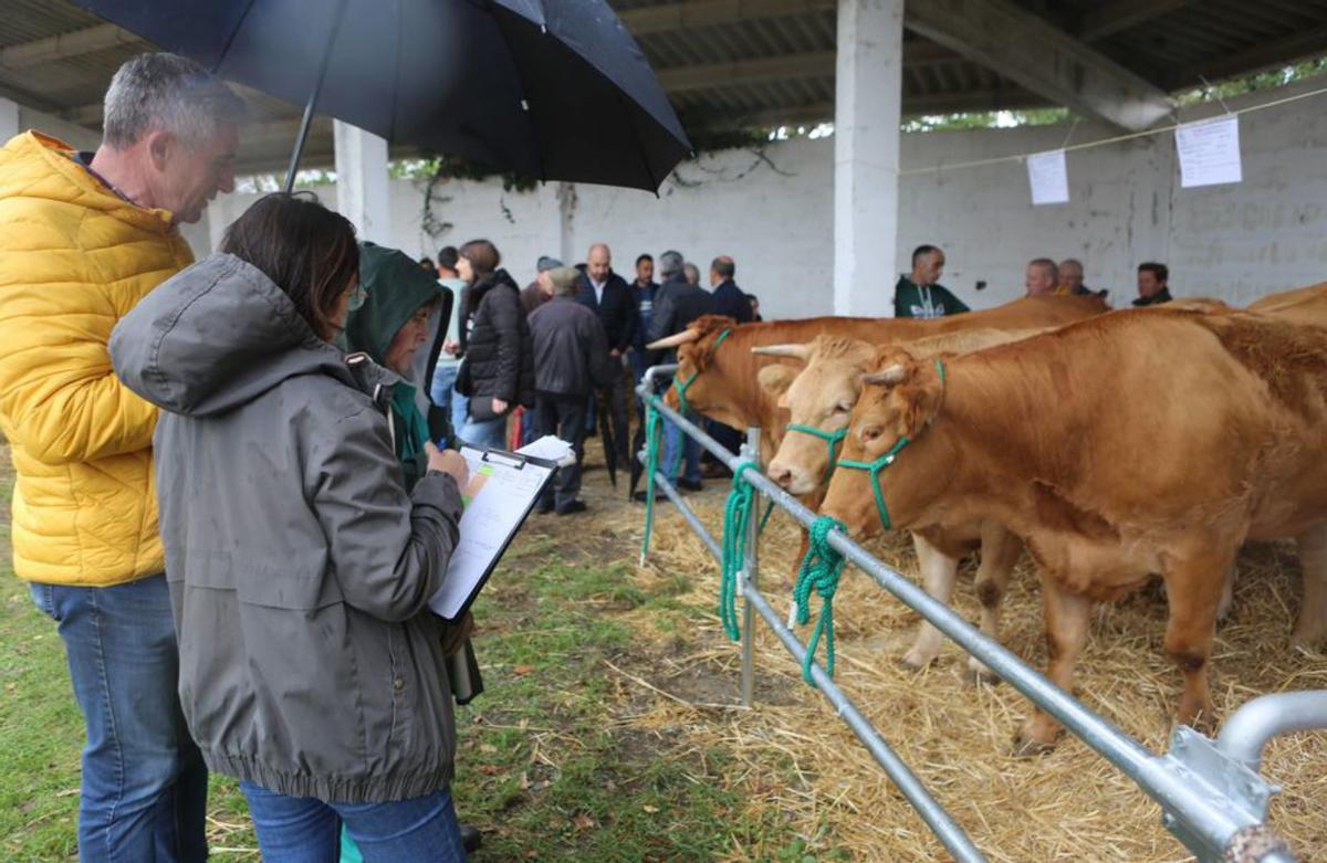 Las reses de Manuel López triunfan en Río