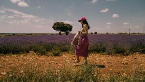 Una mujer pasea frente a un campo de lavanda en Brihuega.