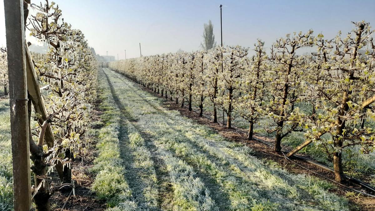Agricultors de Lleida alerten que les gelades poden arruïnar la campanya de la fruita