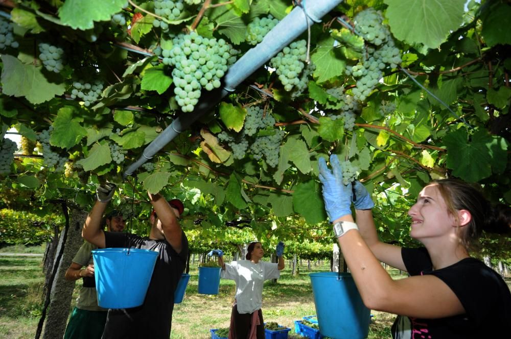 Las bodegas más madrugadoras de Rías Baixas ya rozan el millón de kilos de uva vendimiada