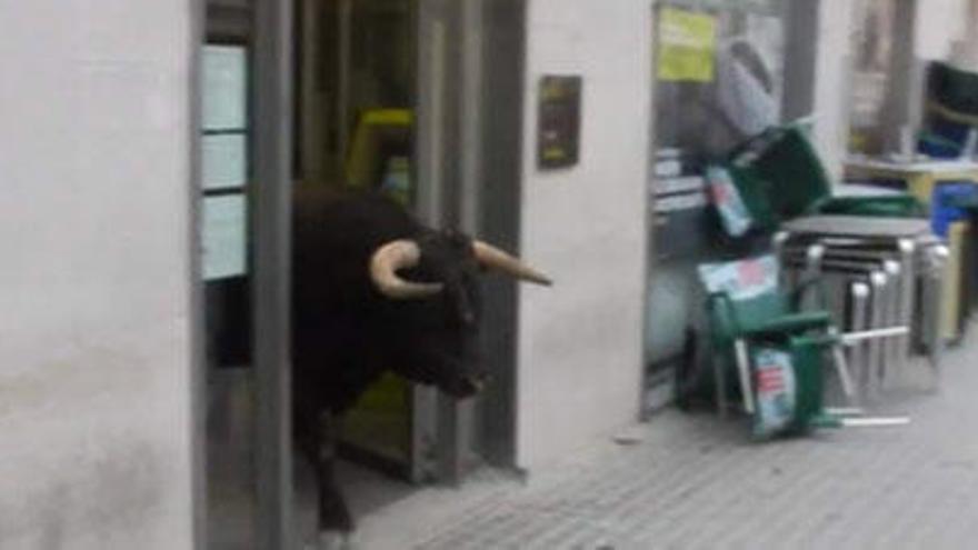 Un toro se mete en un banco de Cheste