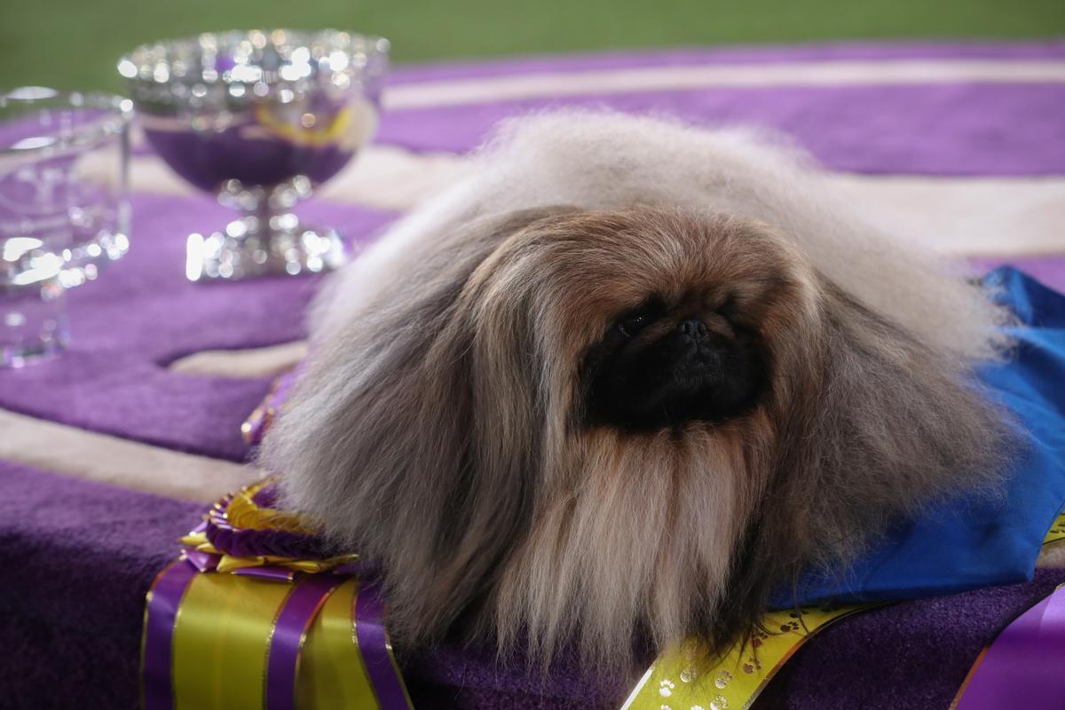 145è Westminster Kennel Club Dog Show