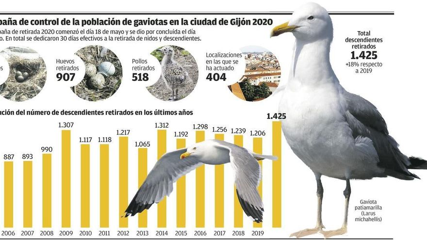 La campaña anual de control de gaviotas permite retirar 589 nidos y 907 huevos