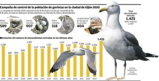 La campaña anual de control de gaviotas permite retirar 589 nidos y 907 huevos
