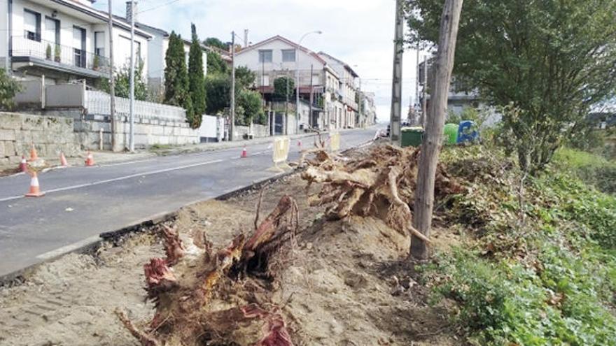 Árboles cortados junto a la carretera OU-150 en Cudeiro. // FdV