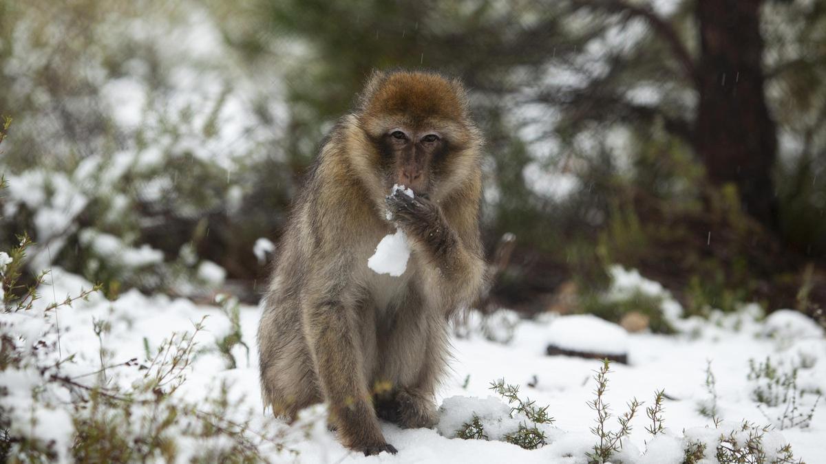 Macaco en la nieve