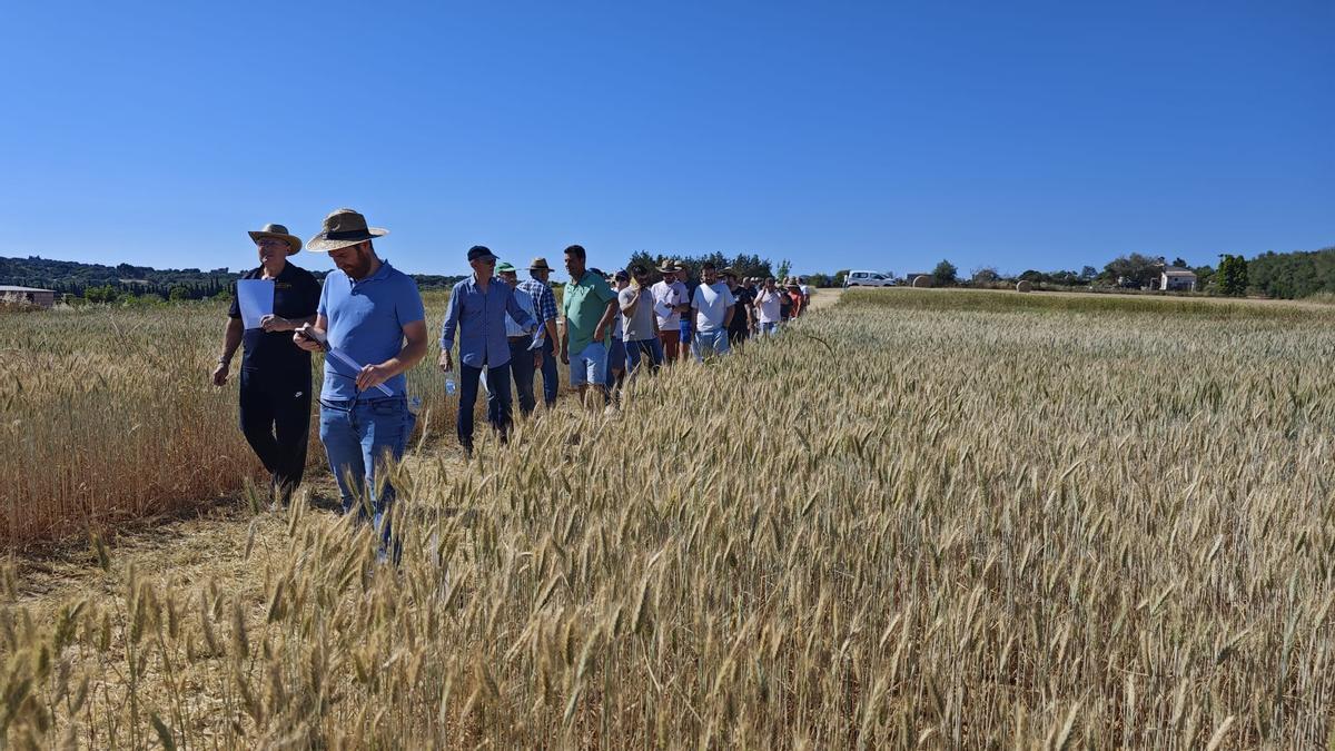 FOTOS | El campo experimental de cereales y forrajes en Maria, en imágenes