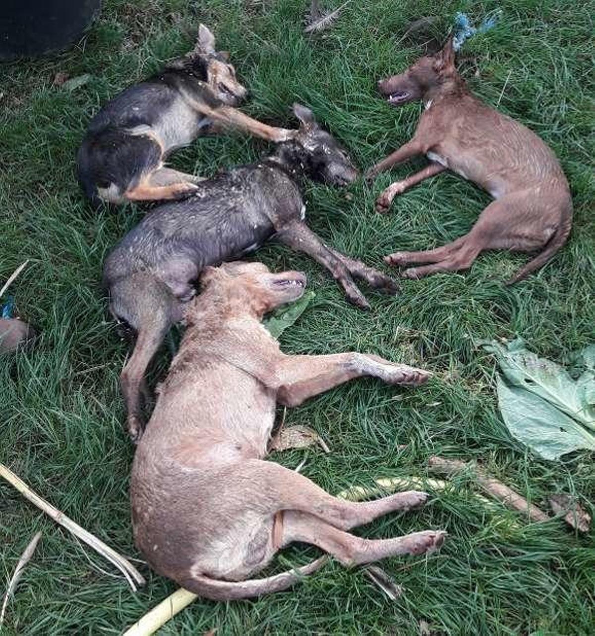 Cuatro perros de caza mueren tras beber en una charca envenenada de Cristimil