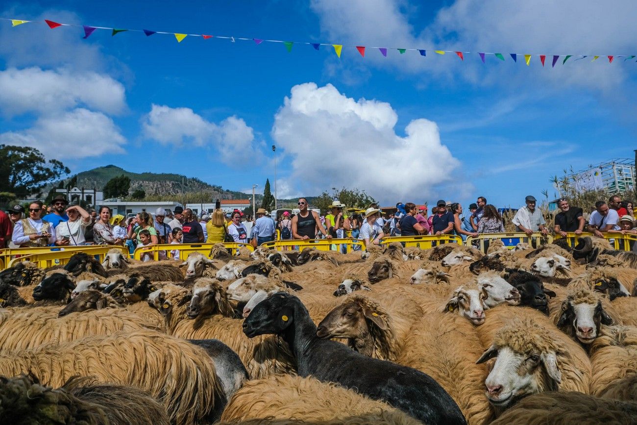 Miles de personas eligen Caideros y la Fiesta de la Lana para celebrar el Día de Canarias