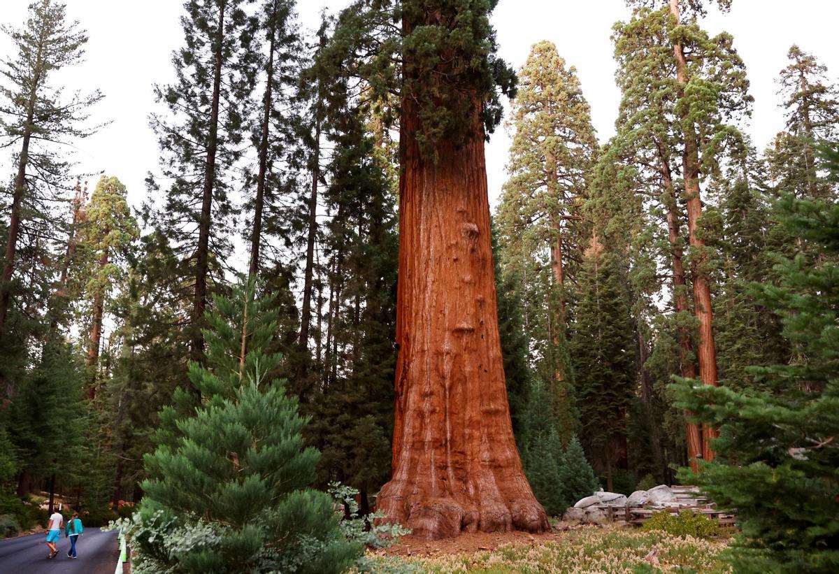 El parque nacional de las Secuoyas es un parque nacional ubicado en la parte sur de Sierra Nevada, al este de Visalia, California.