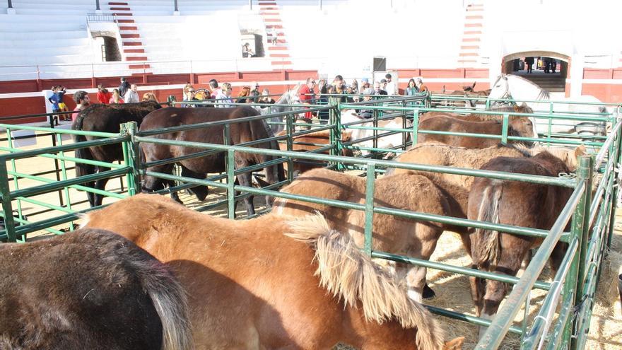 La plaza de toros de Ondara acoge la Feria de Animales de la Fira d’Ondara.