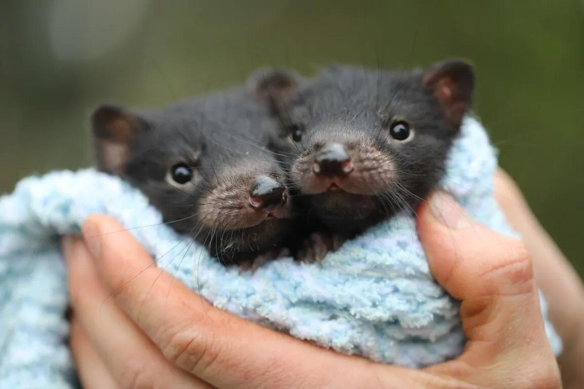 Dos cachorros de demonio de Tasmania