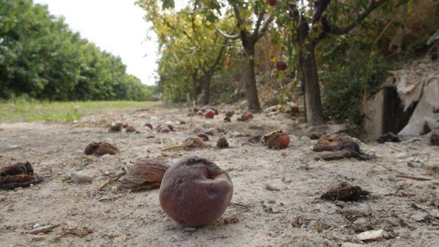 El sector pide que la destrucción de fruta se pague a 20 céntimos