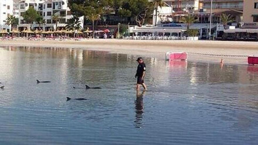 Liberan en mar abierto a doce delfines varados en Alcúdia