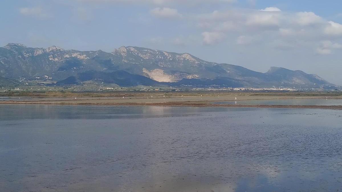 Campos de arroz inundados en la Ribera Baixa con la Serra de Corbera al fondo.