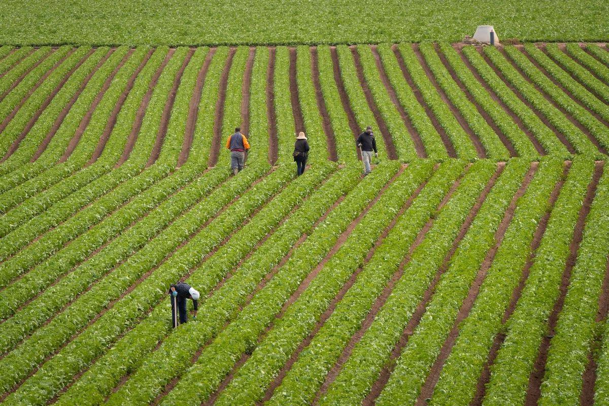 Trabajadores en una plantación de lechugas en Murcia.