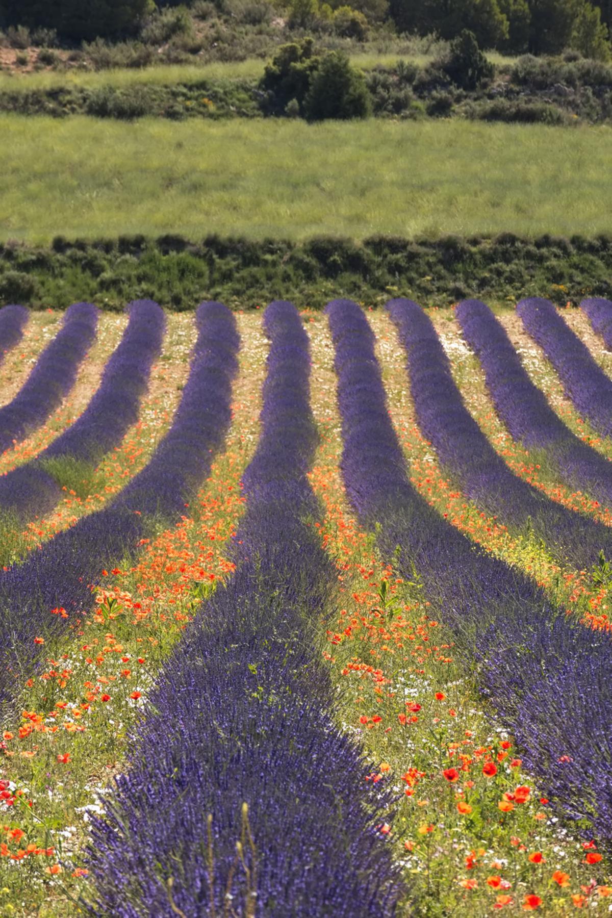 Campos de lavanda en Murcia.