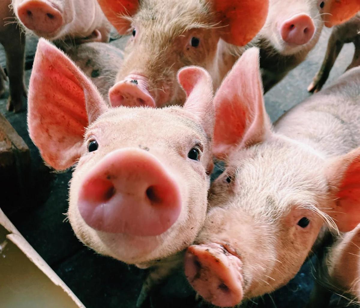 La Peste Porcina Africana registra casos en Cataluña.