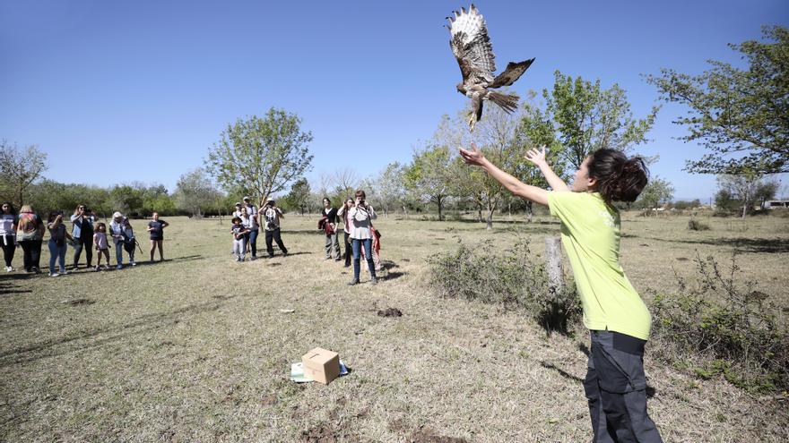 Alliberen un aligot comú en una jornada de sensibilització als Aiguamolls de l’Empordà