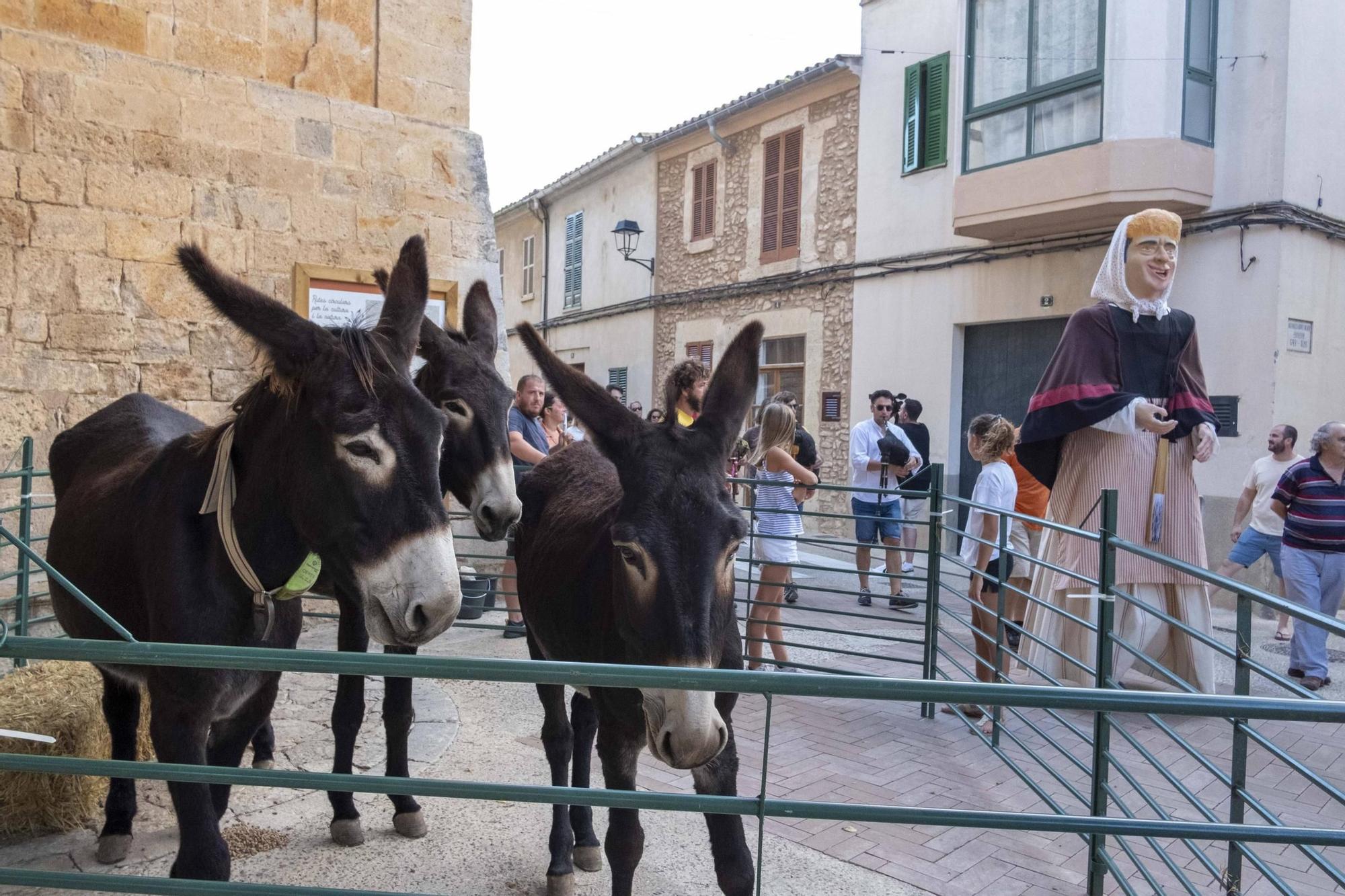 FOTOS | Fiesta de ‘sa Somerada’ en Sencelles