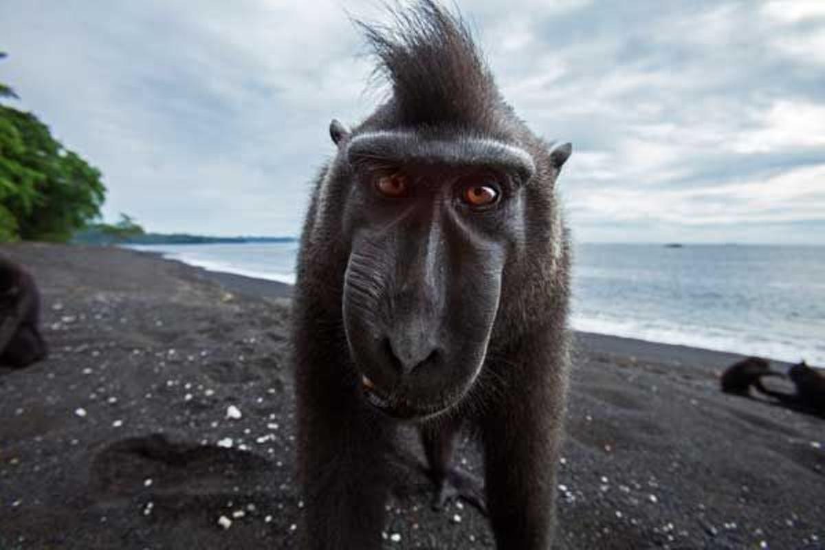Macaco negro crestado en el Parque Nacional Tangkoko, en las islas Célebes, en Indonesia.