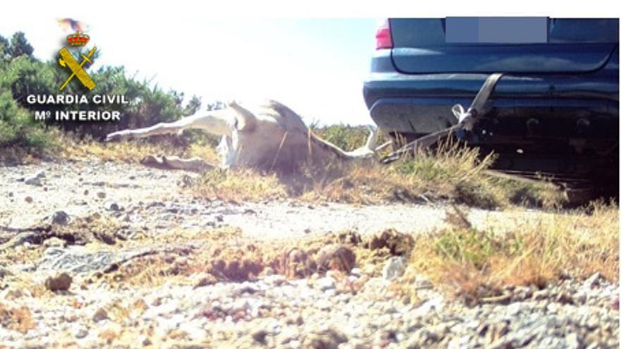 Pillados tras envenenar a una cabra y usarla como cebo para atraer al lobo en A Lama