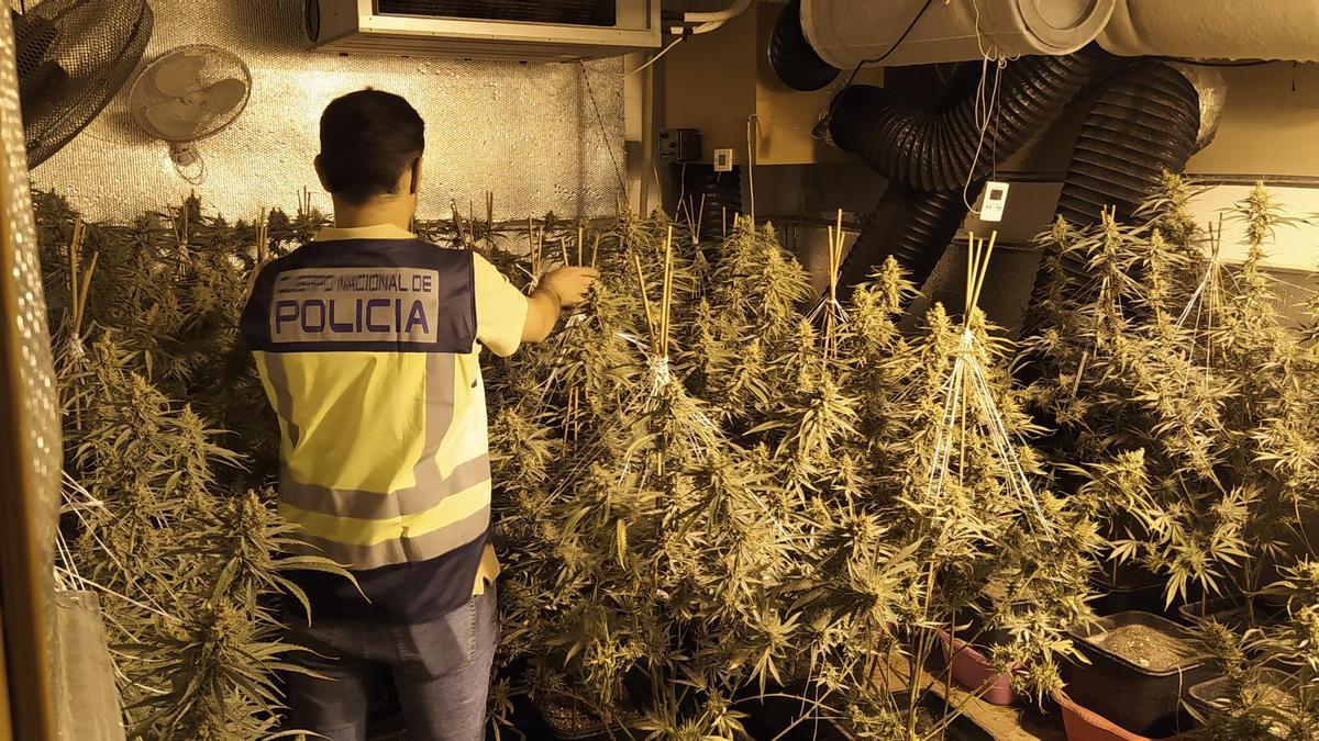 La plantación de marihuana desmantelada en Marxuquera