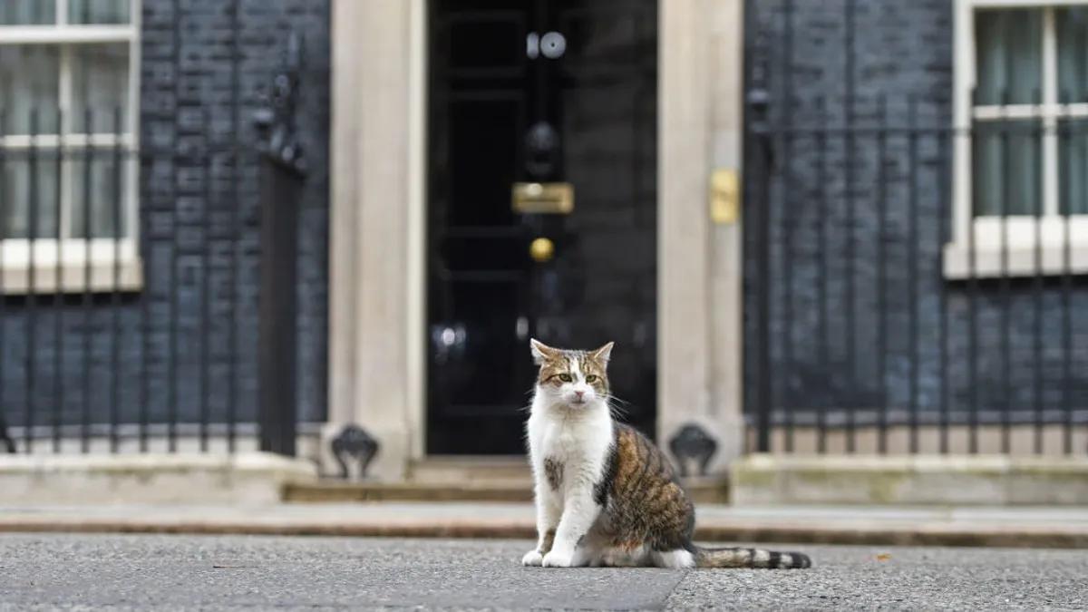 Larry, el gato de Downing Street.